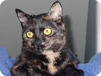 Domestic Shorthair Kitten for Sale in Middletown, Connecticut - Belle Domestic Shorthair Kitten for Sale in Middletown, Connecticut - Belle