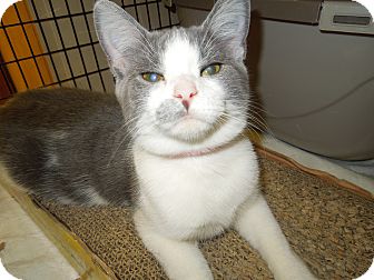 Domestic Shorthair Cat for Sale in Medina, Ohio - Laura Domestic Shorthair Cat for Sale in Medina, Ohio - Laura