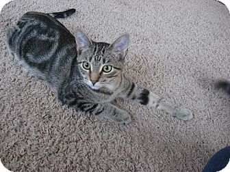 Domestic Shorthair Cat for Sale in Eagan, Minnesota - Toad Domestic Shorthair Cat for Sale in Eagan, Minnesota - Toad