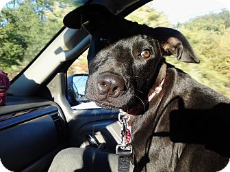 Labrador Retriever/Jack Russell Terrier Mix Puppy for Sale in Southern, Maine - Gigi-LOCAL Labrador Retriever/Jack Russell Terrier Mix Puppy for Sale in Southern, Maine - Gigi-LOCAL