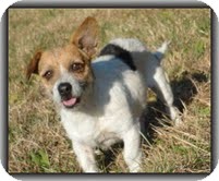 Wirehaired Fox Terrier/Jack Russell Terrier Mix Dog for Sale in Hagerstown, Maryland - Charlie Wirehaired Fox Terrier/Jack Russell Terrier Mix Dog for Sale in Hagerstown, Maryland - Charlie