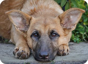 German Shepherd Dog Mix Puppy for Sale in Los Angeles, California - Nicole von Niesky German Shepherd Dog Mix Puppy for Sale in Los Angeles, California - Nicole von Niesky