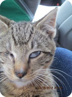 Domestic Shorthair Kitten for Sale in Riverside, Rhode Island - Nicholas Domestic Shorthair Kitten for Sale in Riverside, Rhode Island - Nicholas