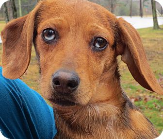 Dachshund/Terrier (Unknown Type, Small) Mix Puppy for Sale in Washington, D.C. - Paisley Dachshund/Terrier (Unknown Type, Small) Mix Puppy for Sale in Washington, D.C. - Paisley