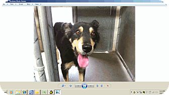 German Shepherd Dog Mix Dog for Sale in Chandler, Arizona - Beauty German Shepherd Dog Mix Dog for Sale in Chandler, Arizona - Beauty