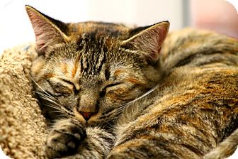 Domestic Mediumhair Kitten for Sale in Mesa, Arizona - Pearl Domestic Mediumhair Kitten for Sale in Mesa, Arizona - Pearl