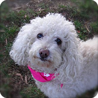 Poodle (Miniature) Dog for Sale in El Cajon, California - Joy Poodle (Miniature) Dog for Sale in El Cajon, California - Joy