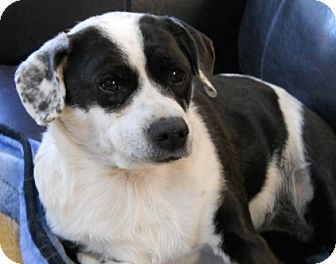 Rat Terrier/Jack Russell Terrier Mix Dog for Sale in dewey, Arizona - Taffy Rat Terrier/Jack Russell Terrier Mix Dog for Sale in dewey, Arizona - Taffy