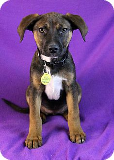 Shepherd (Unknown Type)/Australian Cattle Dog Mix Puppy for Sale in Westminster, Colorado - Nadia Shepherd (Unknown Type)/Australian Cattle Dog Mix Puppy for Sale in Westminster, Colorado - Nadia