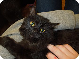 Domestic Mediumhair Cat for Sale in Medina, Ohio - Fauna Domestic Mediumhair Cat for Sale in Medina, Ohio - Fauna