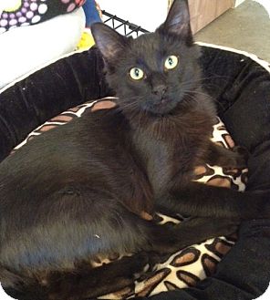 Domestic Mediumhair Kitten for Sale in Grand Rapids, Michigan - Chamberlain Domestic Mediumhair Kitten for Sale in Grand Rapids, Michigan - Chamberlain