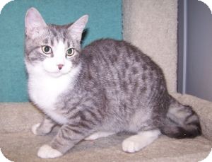 Domestic Shorthair Kitten for Sale in Colorado Springs, Colorado - K-Eva4-Flynn Domestic Shorthair Kitten for Sale in Colorado Springs, Colorado - K-Eva4-Flynn