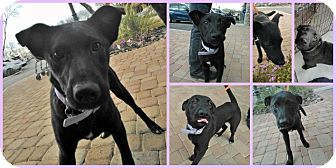 Labrador Retriever/Cattle Dog Mix Puppy for Sale in Scottsdale, Arizona - Peyton Labrador Retriever/Cattle Dog Mix Puppy for Sale in Scottsdale, Arizona - Peyton