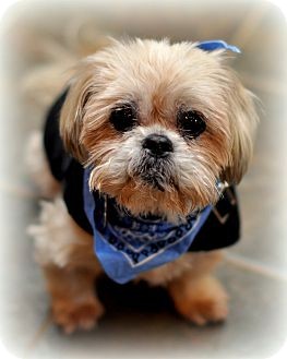 Shih Tzu/Lhasa Apso Mix Dog for Sale in Sparta, New Jersey - Butch Shih Tzu/Lhasa Apso Mix Dog for Sale in Sparta, New Jersey - Butch