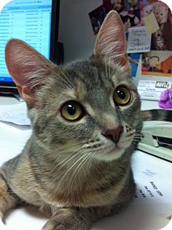 Domestic Shorthair Kitten for Sale in Gaithersburg, Maryland - Esmerelda Domestic Shorthair Kitten for Sale in Gaithersburg, Maryland - Esmerelda
