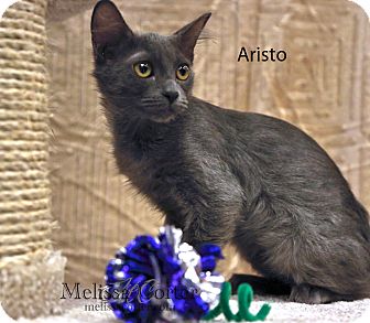 Russian Blue Cat for Sale in Phoenix, Arizona - Aristo Russian Blue Cat for Sale in Phoenix, Arizona - Aristo