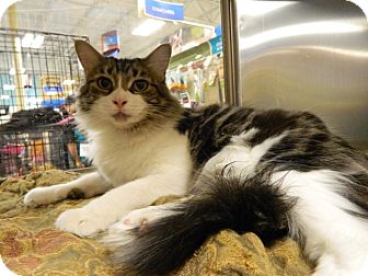 Domestic Longhair Cat for Sale in The Colony, Texas - Mimi Domestic Longhair Cat for Sale in The Colony, Texas - Mimi