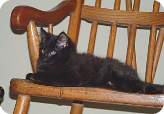 Domestic Shorthair Kitten for Sale in New Haven, Connecticut - Jack Domestic Shorthair Kitten for Sale in New Haven, Connecticut - Jack