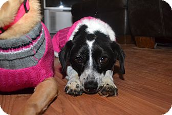 Border Collie Mix Dog for Sale in Homewood, Alabama - Molly Border Collie Mix Dog for Sale in Homewood, Alabama - Molly