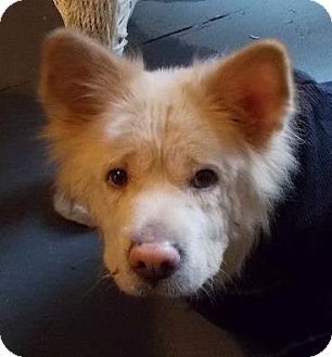 Spitz (Unknown Type, Medium)/Chow Chow Mix Dog for Sale in North Olmsted, Ohio - Lilly Spitz (Unknown Type, Medium)/Chow Chow Mix Dog for Sale in North Olmsted, Ohio - Lilly