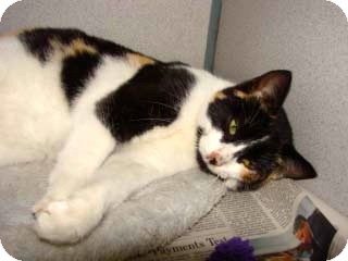 Calico Cat for Sale in Baltimore, Maryland - Lucy Calico Cat for Sale in Baltimore, Maryland - Lucy