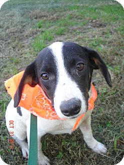 Rat Terrier Mix Puppy for Sale in Stilwell, Oklahoma - Millie Rat Terrier Mix Puppy for Sale in Stilwell, Oklahoma - Millie