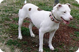 American Pit Bull Terrier Dog for Sale in Ridgely, Maryland - Reba American Pit Bull Terrier Dog for Sale in Ridgely, Maryland - Reba