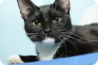 Domestic Shorthair Kitten for Sale in New York, New York - Mulan Domestic Shorthair Kitten for Sale in New York, New York - Mulan