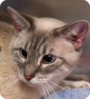 Siamese Cat for Sale in Kansas City, Missouri - Kristie Siamese Cat for Sale in Kansas City, Missouri - Kristie