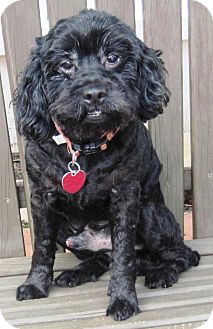 Poodle (Miniature)/Cocker Spaniel Mix Dog for Sale in Spring Valley, New York - Dusty Poodle (Miniature)/Cocker Spaniel Mix Dog for Sale in Spring Valley, New York - Dusty