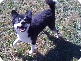 Husky/Alaskan Malamute Mix Dog for Sale in Greensboro, Georgia - Nekio- Adopted!! Husky/Alaskan Malamute Mix Dog for Sale in Greensboro, Georgia - Nekio- Adopted!!