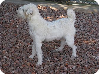 Jack Russell Terrier Dog for Sale in Scottsdale, Arizona - LACEY Jack Russell Terrier Dog for Sale in Scottsdale, Arizona - LACEY