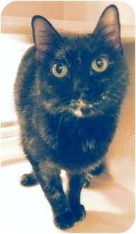 Domestic Shorthair Cat for Sale in The Colony, Texas - Bella Domestic Shorthair Cat for Sale in The Colony, Texas - Bella