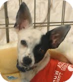 Chihuahua Mix Puppy for Sale in Phoenix, Arizona - Turbo Chihuahua Mix Puppy for Sale in Phoenix, Arizona - Turbo