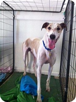 Greyhound Dog for Sale in Bethalto, Illinois - Ackerman Greyhound Dog for Sale in Bethalto, Illinois - Ackerman