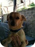 Chihuahua/Pomeranian Mix Dog for Sale in Modesto, California - Flipper Chihuahua/Pomeranian Mix Dog for Sale in Modesto, California - Flipper