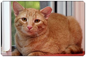Domestic Shorthair Cat for Sale in Sterling Heights, Michigan - JV - ADOPTED! Domestic Shorthair Cat for Sale in Sterling Heights, Michigan - JV - ADOPTED!