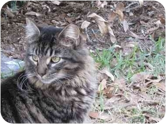 Domestic Longhair Cat for Sale in Sun City Center, Florida - Muffin Domestic Longhair Cat for Sale in Sun City Center, Florida - Muffin