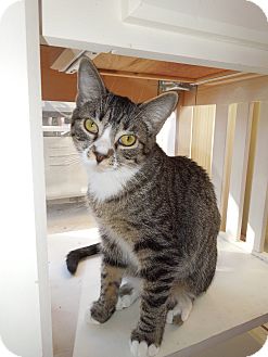 Domestic Shorthair Kitten for Sale in Simi Valley, California - Lovey Domestic Shorthair Kitten for Sale in Simi Valley, California - Lovey