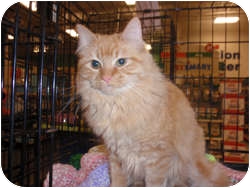 Domestic Longhair Cat for Sale in Loudonville, New York - Felice Domestic Longhair Cat for Sale in Loudonville, New York - Felice