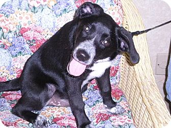Labrador Retriever Mix Puppy for Sale in New Castle, Pennsylvania - Labrador Retriever Mix Puppy for Sale in New Castle, Pennsylvania -