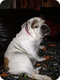 English Bulldog Dog for Sale in Gilbert, Arizona - Chloe English Bulldog Dog for Sale in Gilbert, Arizona - Chloe