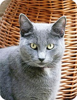Domestic Shorthair Cat for Sale in Chula Vista, California - Cirrus Domestic Shorthair Cat for Sale in Chula Vista, California - Cirrus