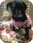 Labrador Retriever Mix Puppy for Sale in Manchester, Connecticut - CLarise in CT Labrador Retriever Mix Puppy for Sale in Manchester, Connecticut - CLarise in CT