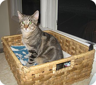 Domestic Shorthair Kitten for Sale in Hamilton, New Jersey - FRANKIE - 2012 Domestic Shorthair Kitten for Sale in Hamilton, New Jersey - FRANKIE - 2012