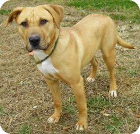Labrador Retriever/Retriever (Unknown Type) Mix Dog for Sale in Lincolnton, North Carolina - Mia Labrador Retriever/Retriever (Unknown Type) Mix Dog for Sale in Lincolnton, North Carolina - Mia