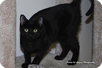 Domestic Shorthair Cat for Sale in Lincoln, Nebraska - Glenda Domestic Shorthair Cat for Sale in Lincoln, Nebraska - Glenda
