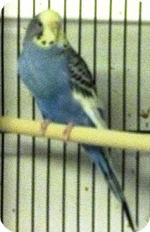 Budgie for Sale in Shawnee Mission, Kansas - Sugar Budgie for Sale in Shawnee Mission, Kansas - Sugar