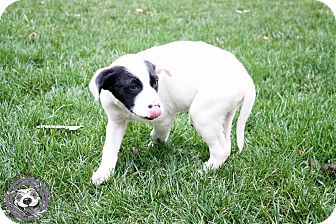 American Pit Bull Terrier/Labrador Retriever Mix Puppy for Sale in Atlanta, Georgia - Tito American Pit Bull Terrier/Labrador Retriever Mix Puppy for Sale in Atlanta, Georgia - Tito