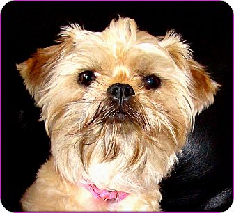 Affenpinscher Dog for Sale in Lemont, Illinois - TAWNIE - ADOPTION PENDING Affenpinscher Dog for Sale in Lemont, Illinois - TAWNIE - ADOPTION PENDING